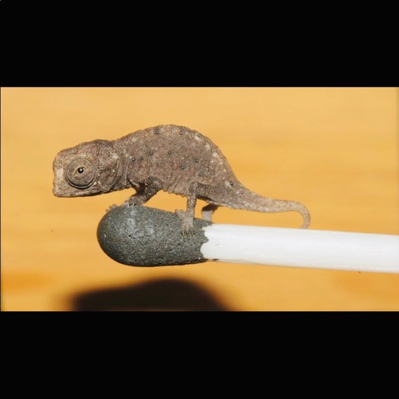 A Tiny Chameleon 🥰. NOT FOR SALE - Picture 2 of 7